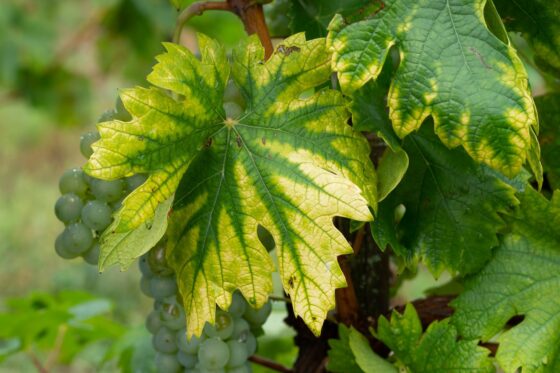 Gelbe Blätter an Wein: Ein Zeichen von Eisenmangel