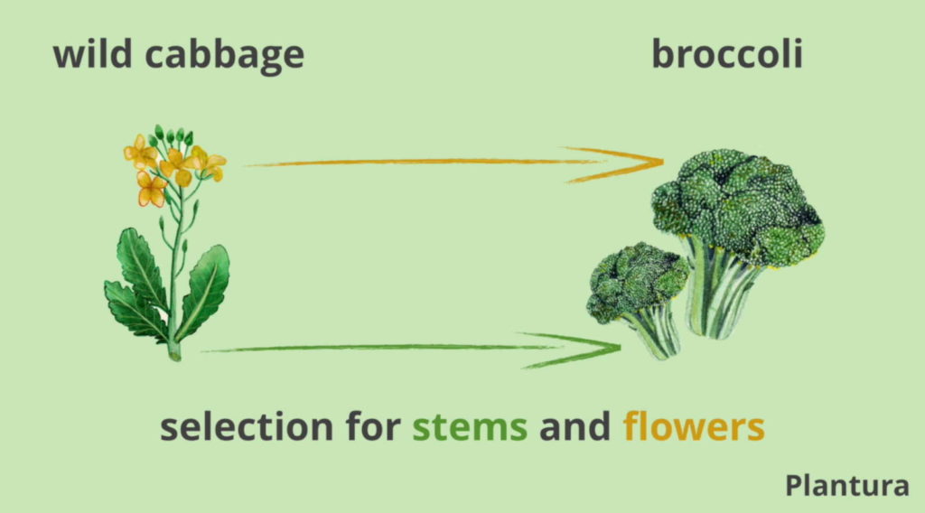 breeding, modification and cultivation of broccolo