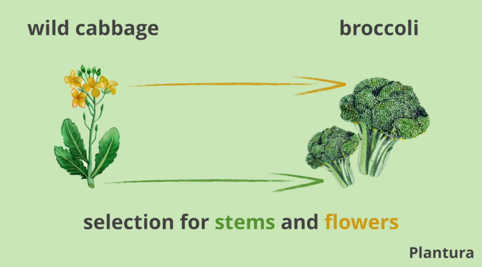 How we modified the of wild cabbage Plantura