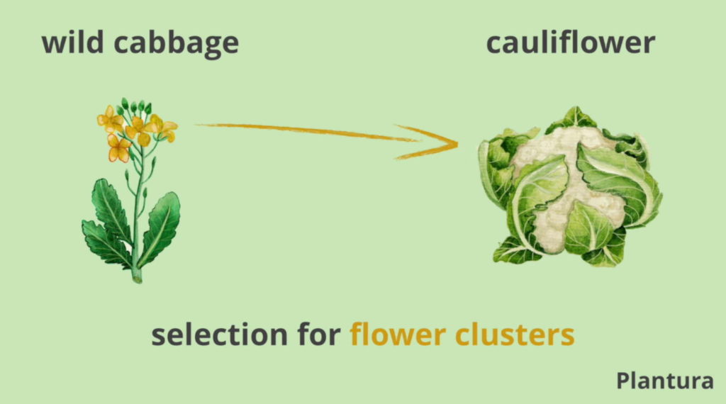 breeding, modification and cultivation of cauliflower