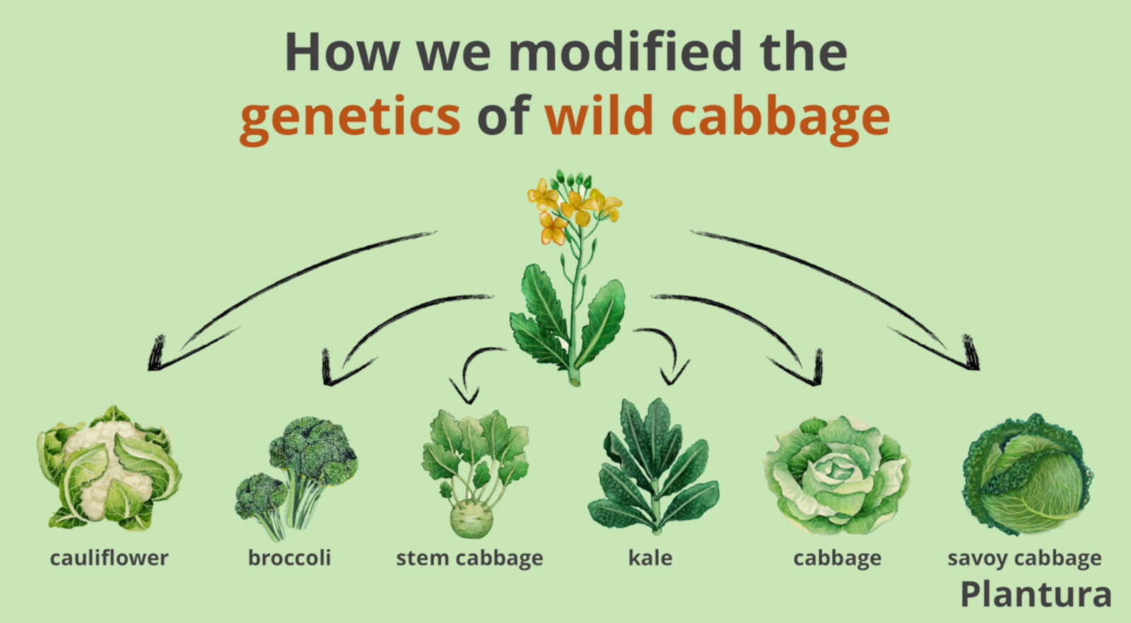 How we modified the of wild cabbage Plantura