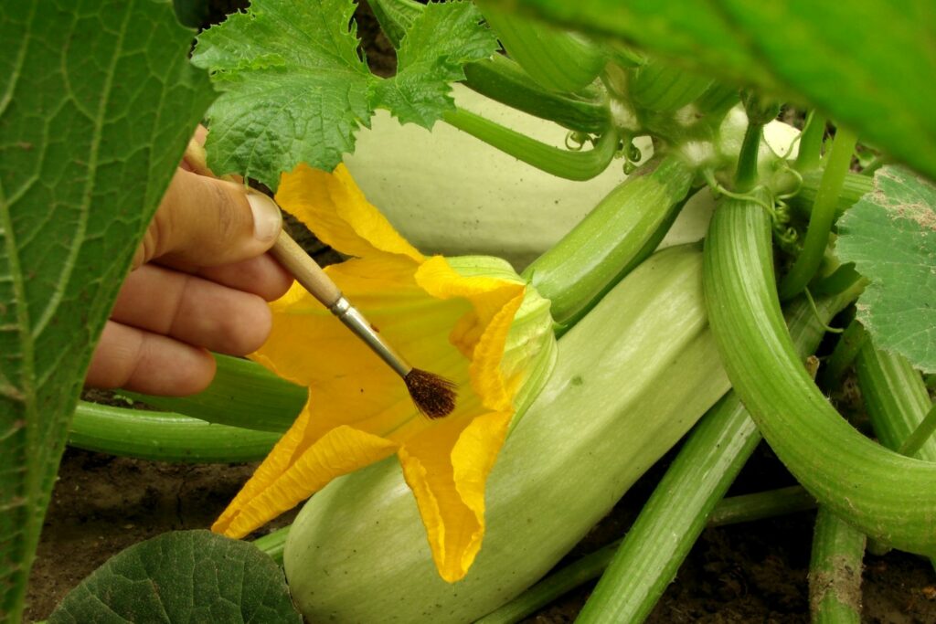 Zucchini mit Blüte