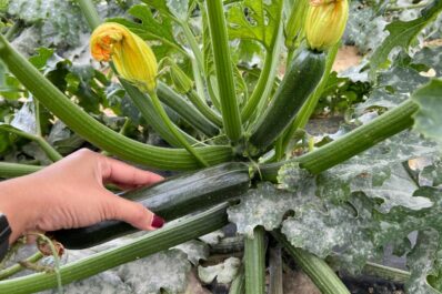 Mehltau an Zucchini erkennen & bekämpfen