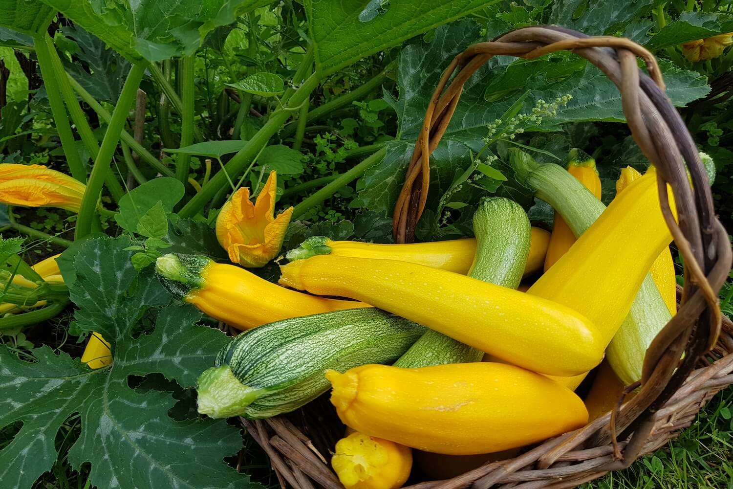 Warum bittere Zucchini giftig sein können - Plantura