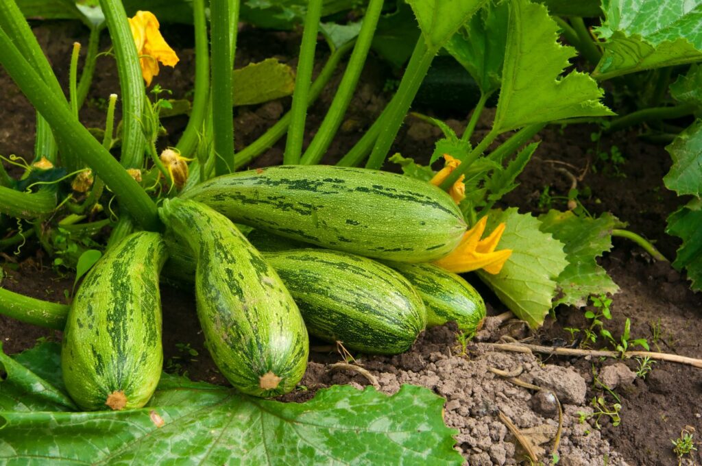 Zucchini im Garten
