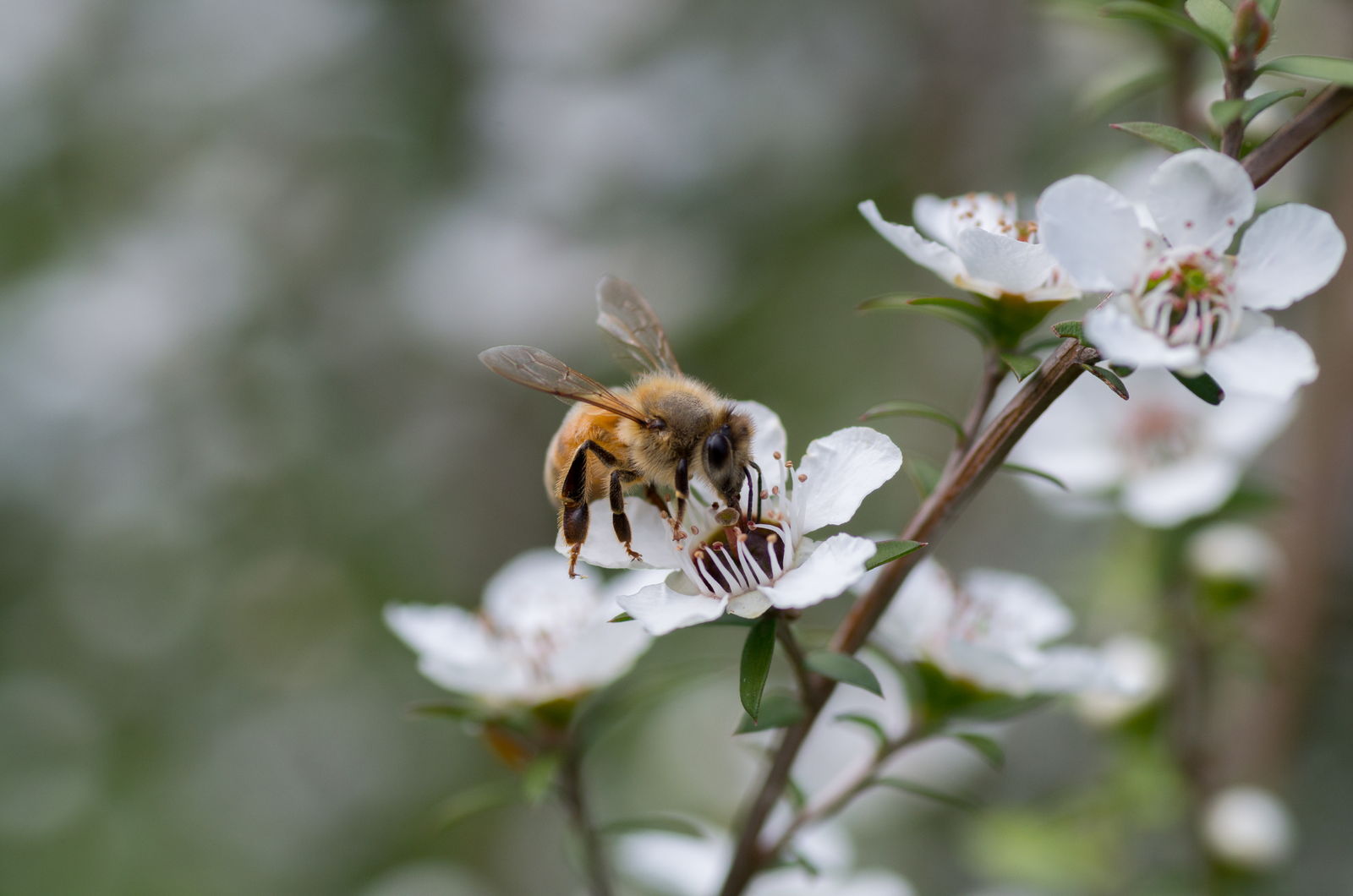 Manuka Honig Teuerster Honig der Welt? Plantura