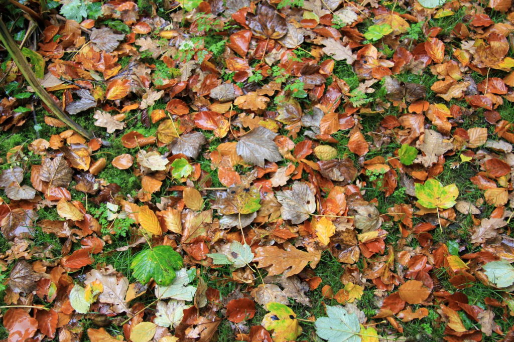 Rasen mit Herbstlaub