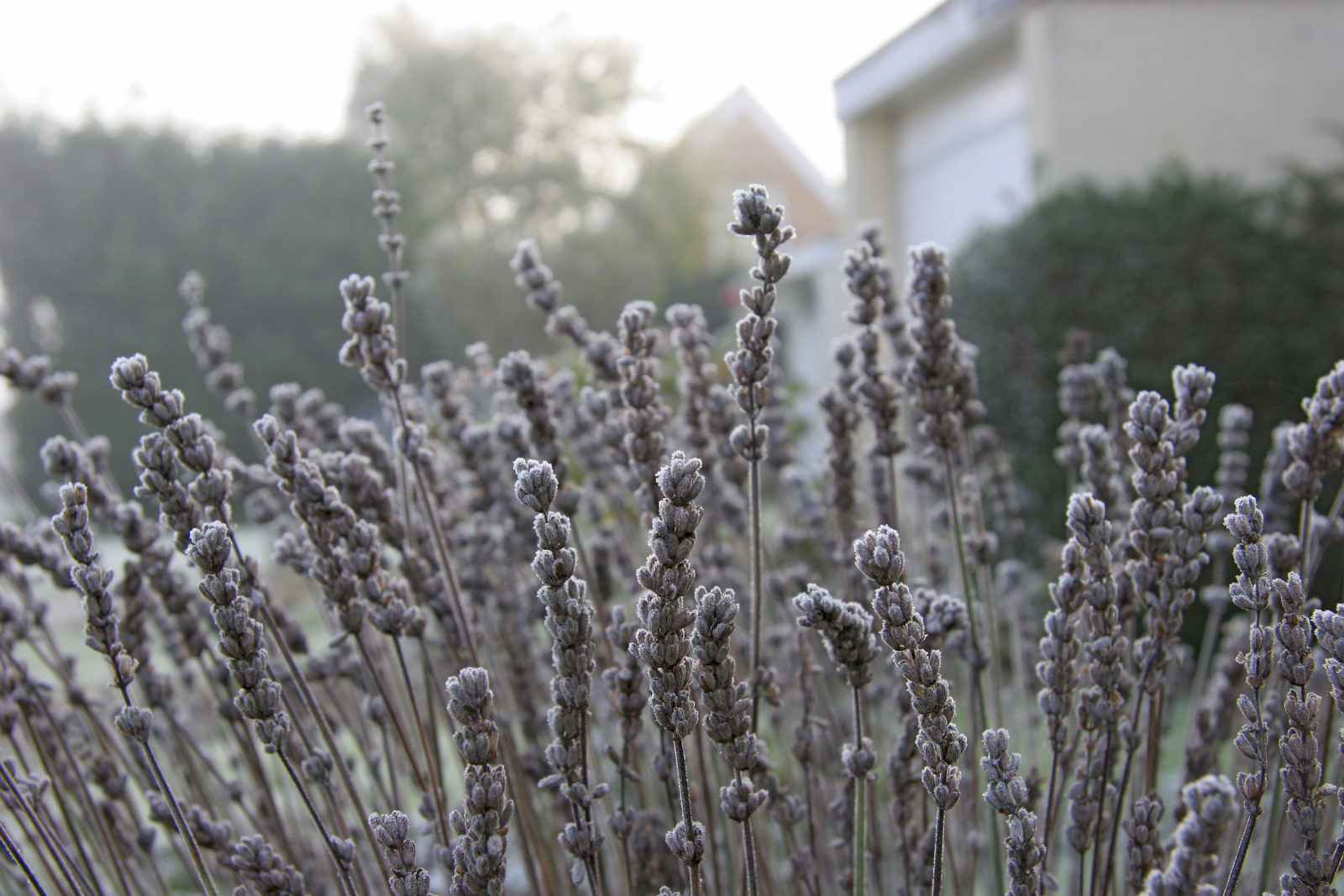 Lavendel schneiden, düngen und kalken Plantura