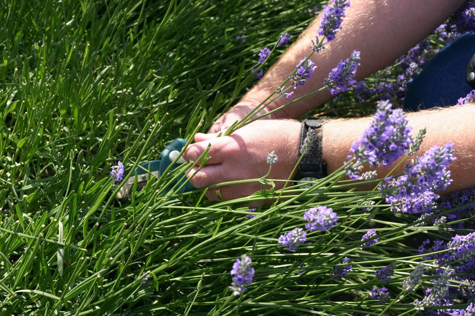 Lavendel schneiden, düngen und kalken Plantura