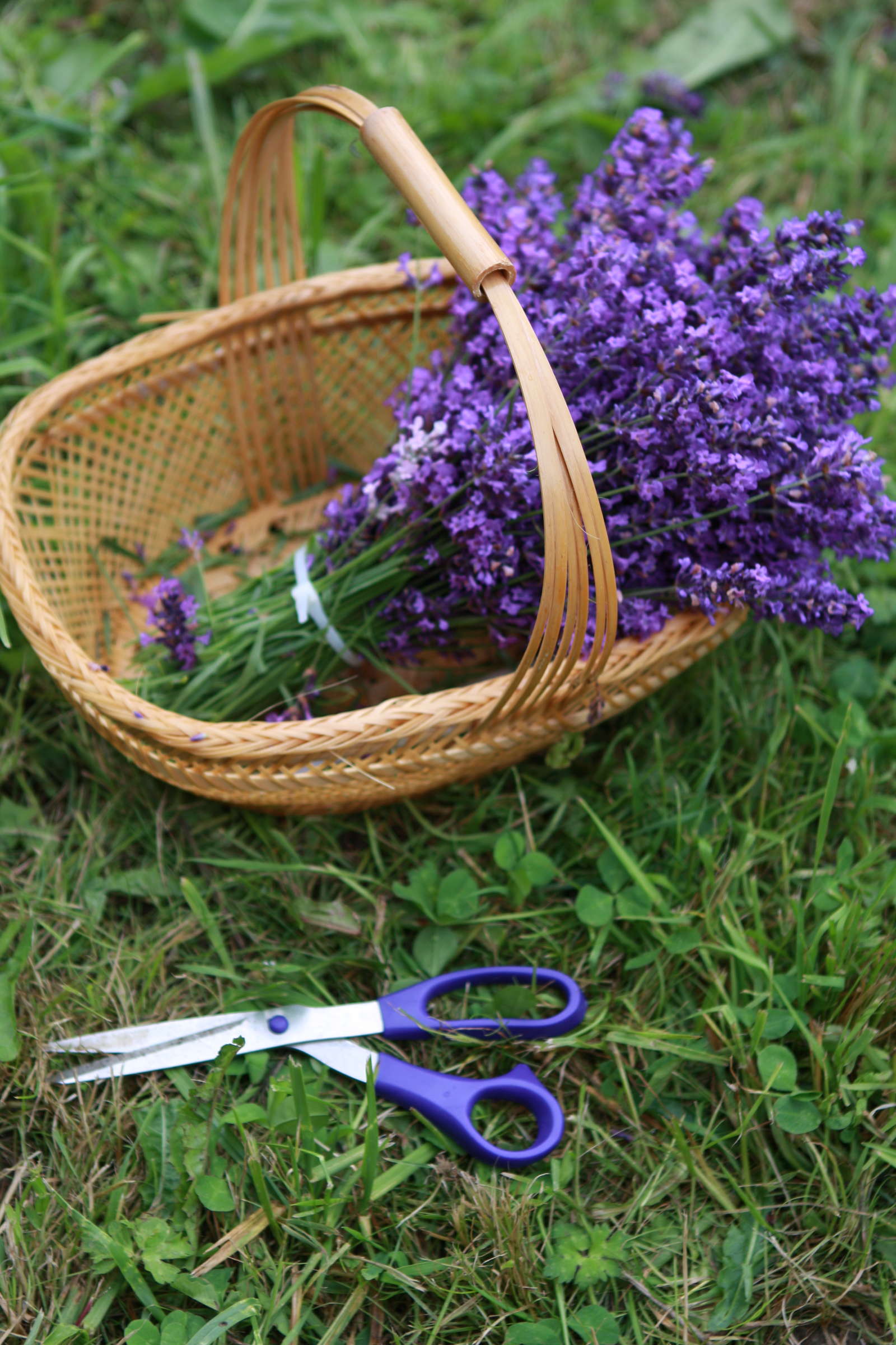 Lavendel Bunte Sortenvielfalt für Garten und Balkon Plantura