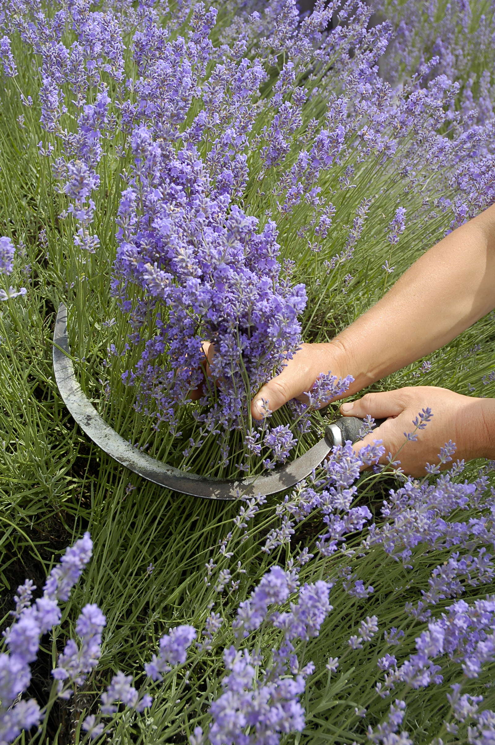 Lavendel: das mediterrane Heilkraut aus dem eigenen Garten ...