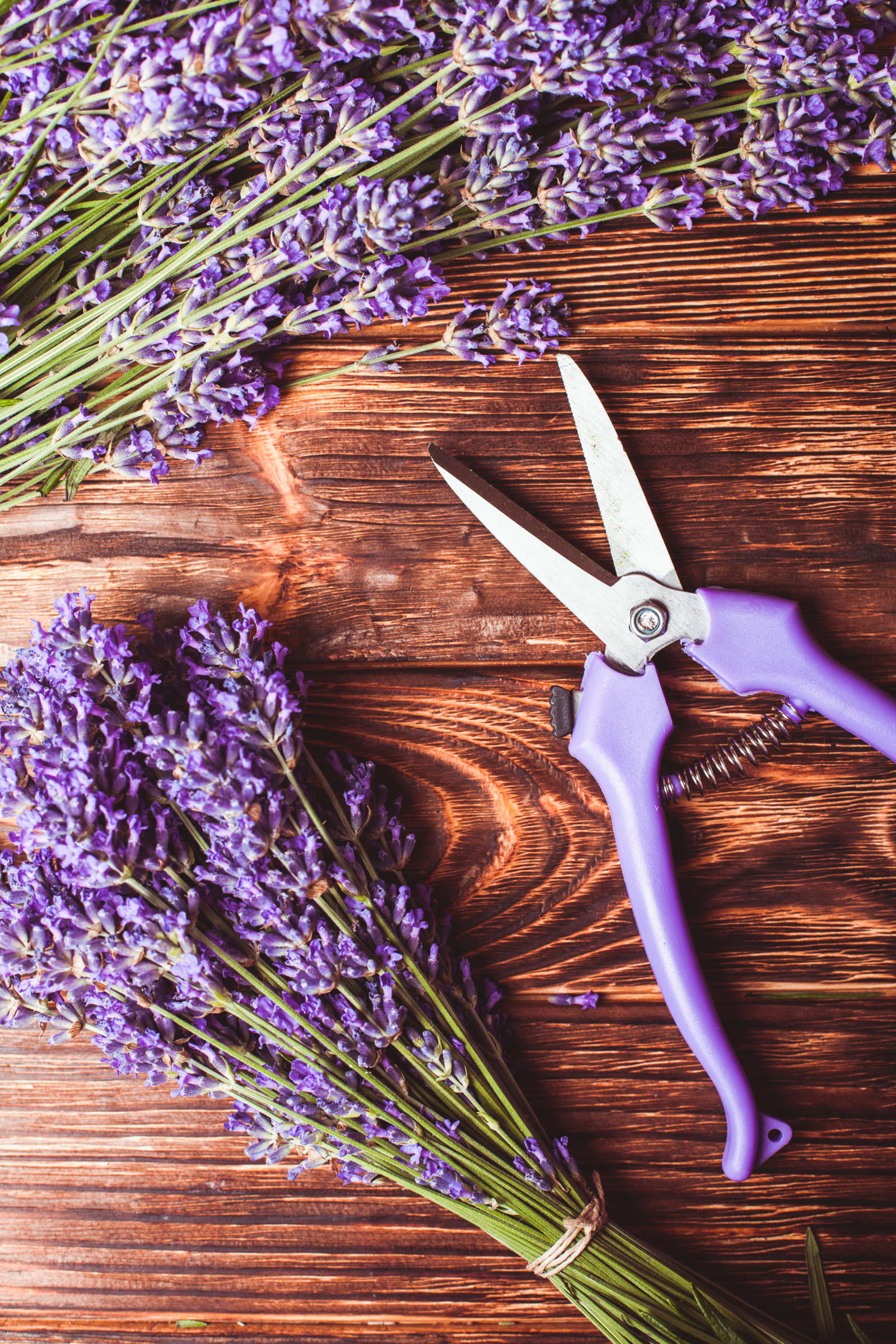 Querbeet Lavendel Schneiden Querbeet Lavendel Schneiden