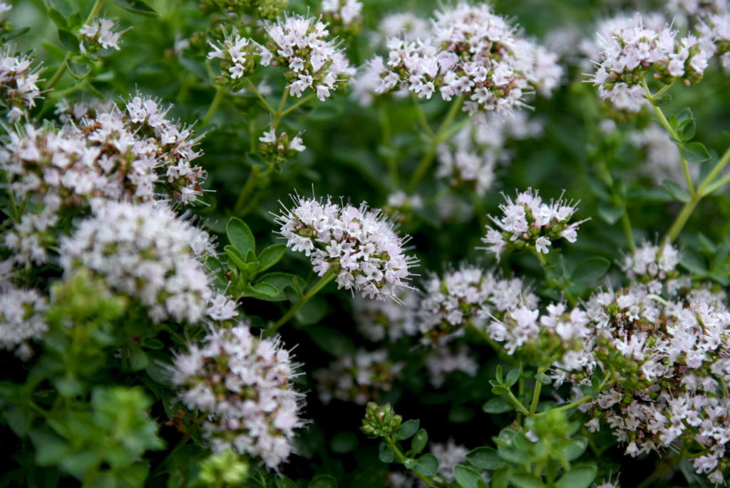 Majoran blüht mit weißen Blüten