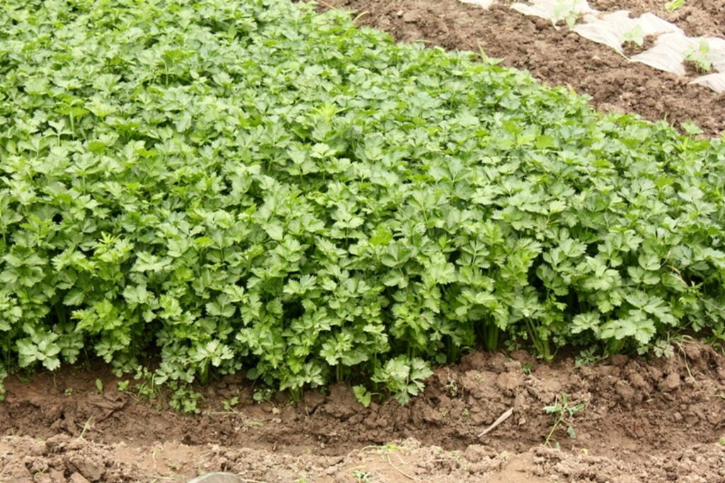 Echter Sellerie Suppenwürze im eigenen Garten anbauen Plantura