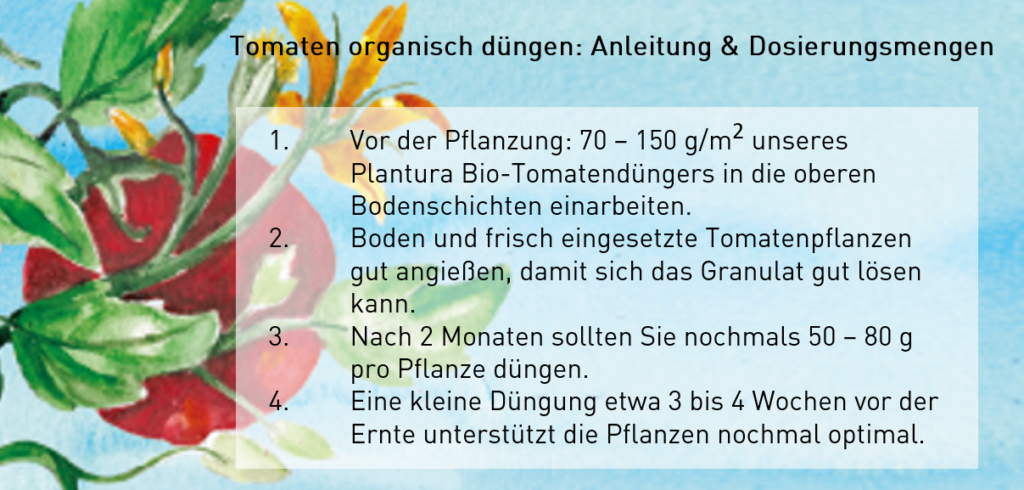 Anleitung Tomaten düngen