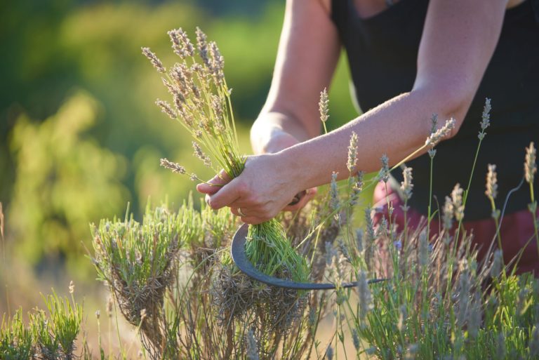 Lavendel schneiden Tipps & Tricks vom Experten Plantura