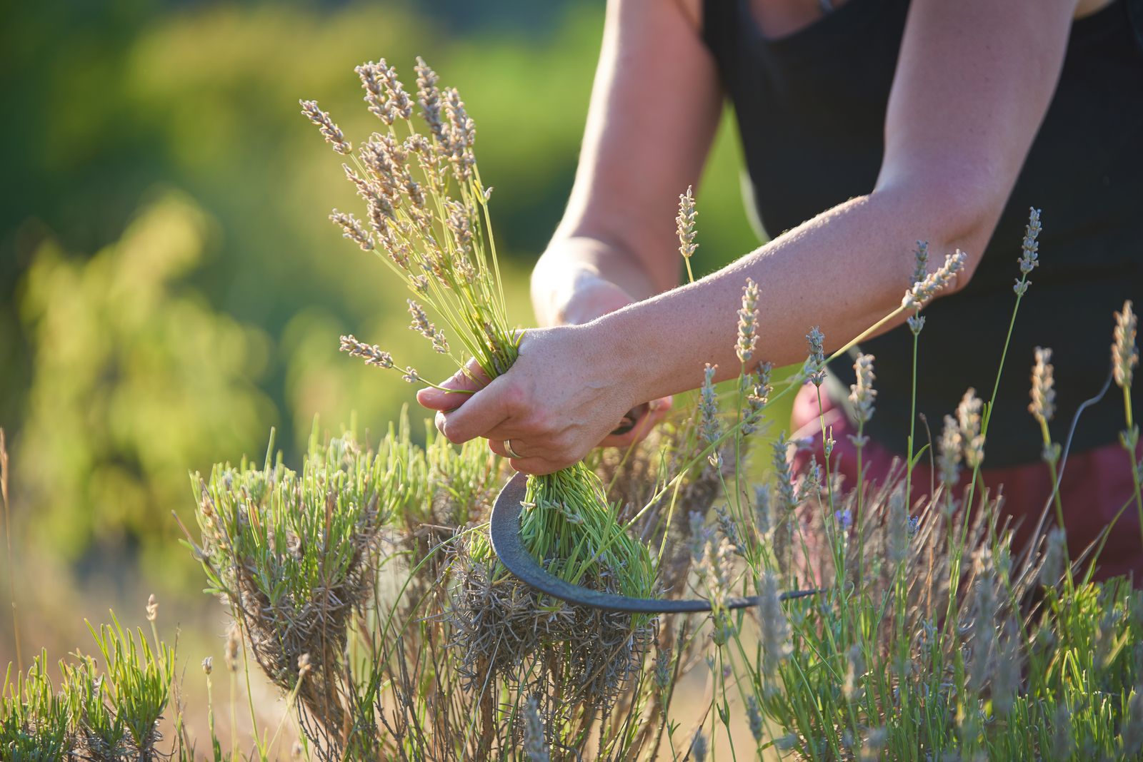 Lavendel schneiden Tipps & Tricks vom Experten Plantura