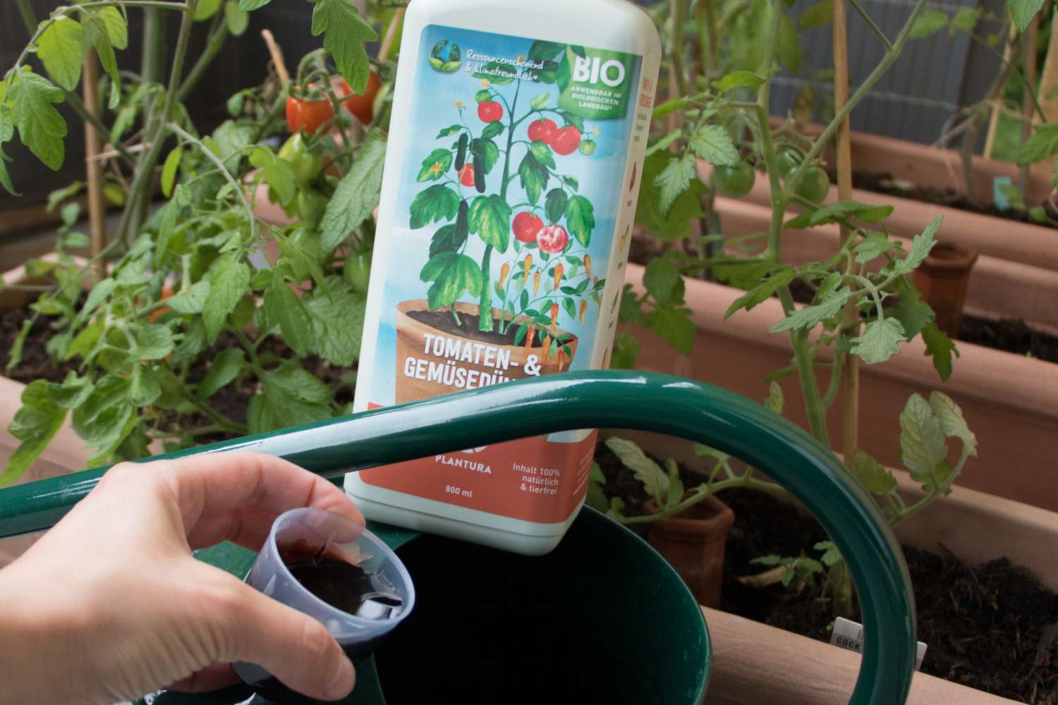 Tomaten düngen Wann, wie & womit? Plantura