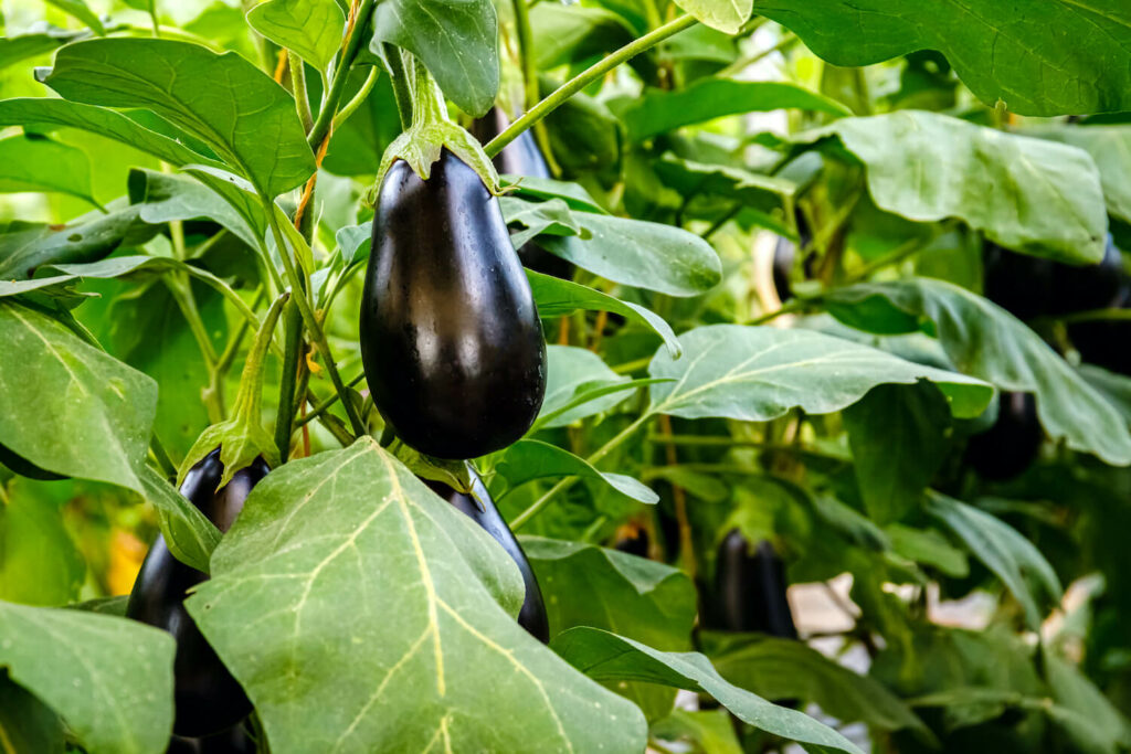 Reife Aubergine hängt am Strauch