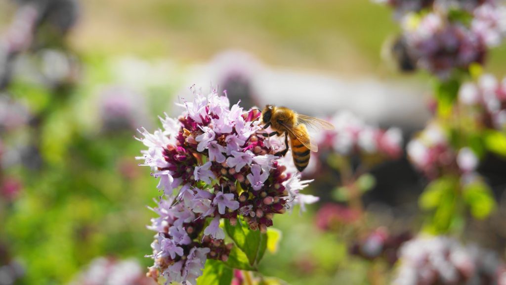 Biene auf Baldrianblüte