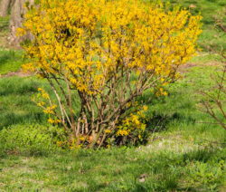 G1-Forsythie Blüht