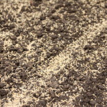 Rasen säen: Richtiger Zeitpunkt & Anleitung in 6 Schritten - Plantura