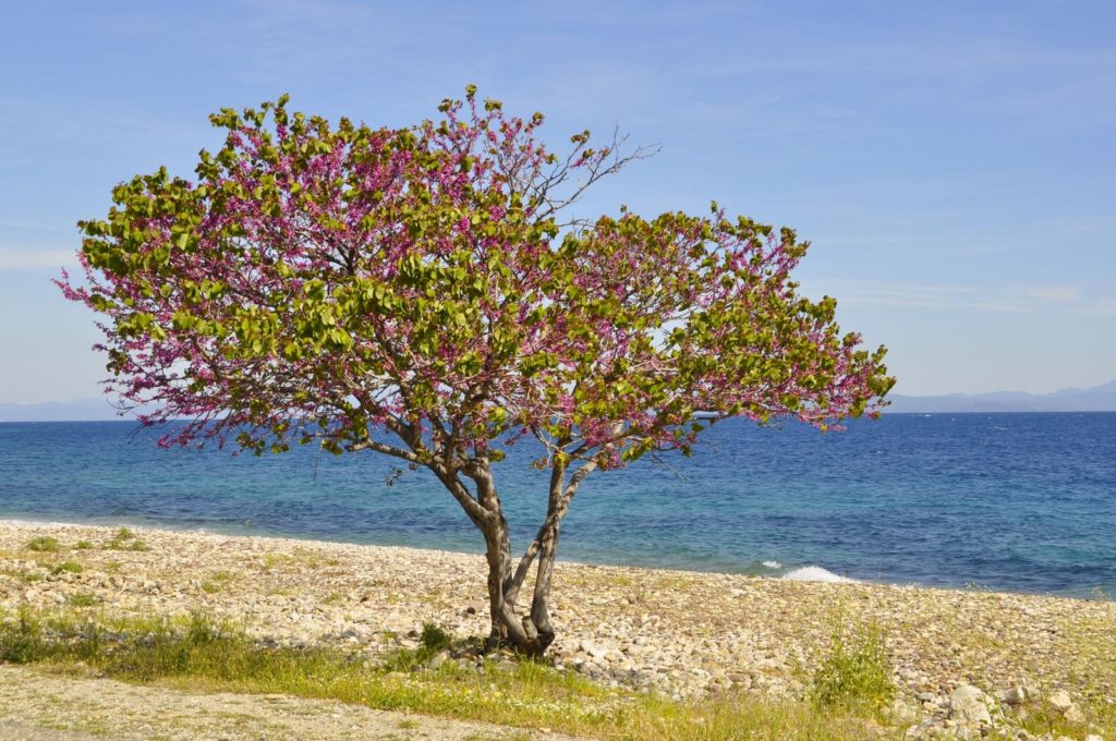 Kirschbaum wächst an Küste