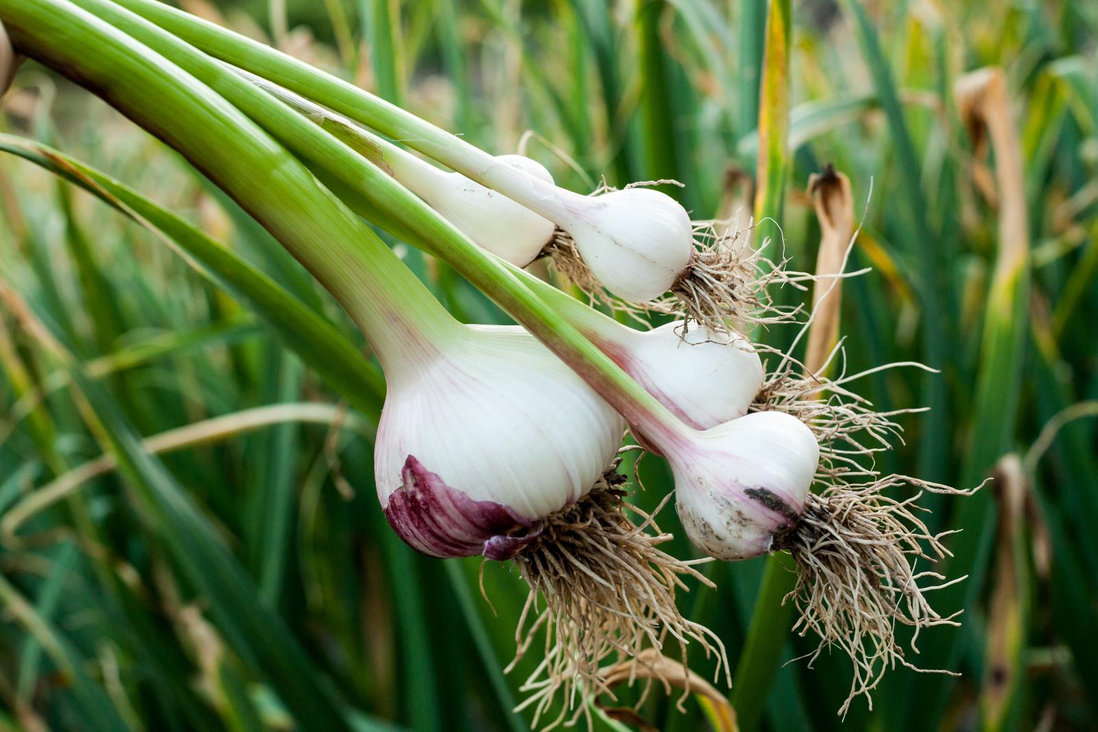 11 kuriose Fakten über Knoblauch - Plantura