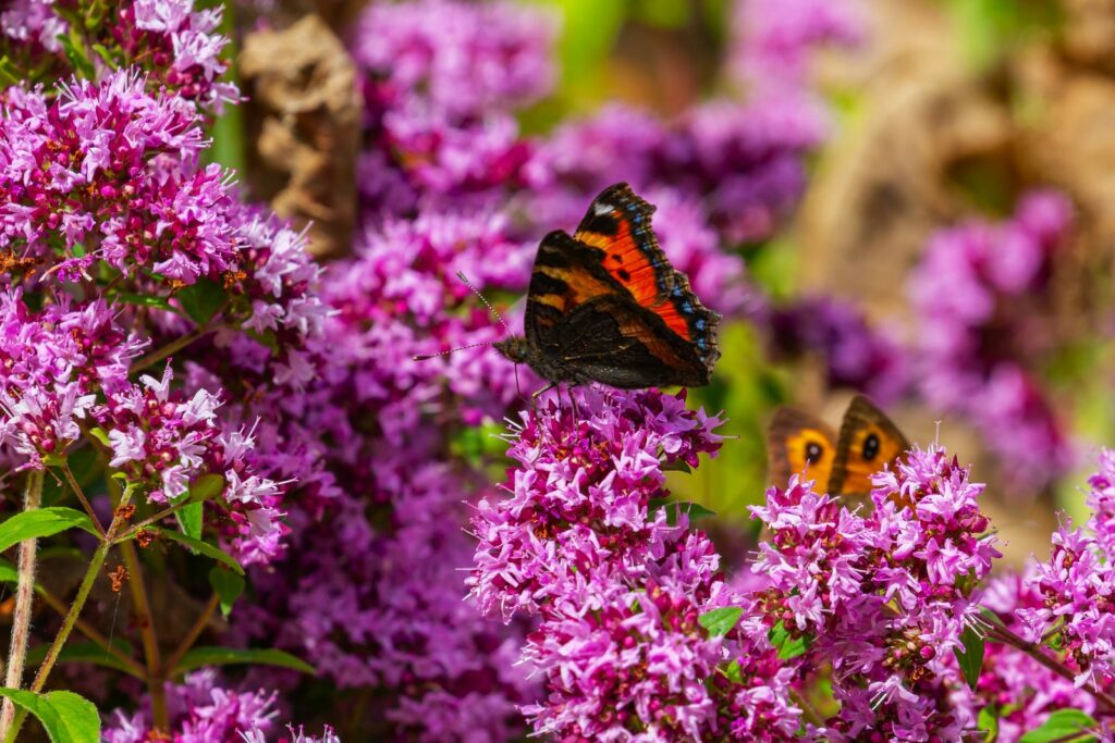 Blühender Majoran mit Schmetterling