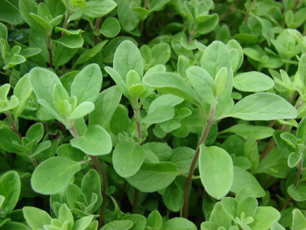 Grüner Majoran