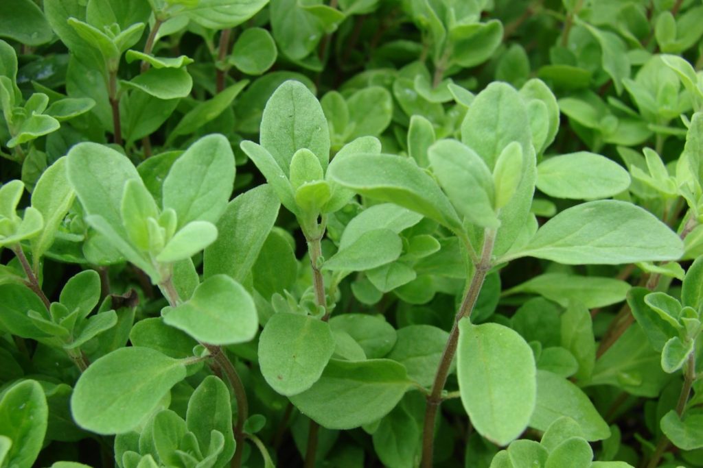 Majoran mit grünen Blättern im Garten