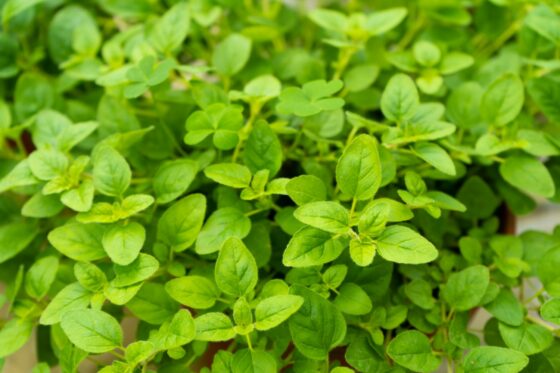 Majoran: Würziges Aroma aus dem eigenen Garten