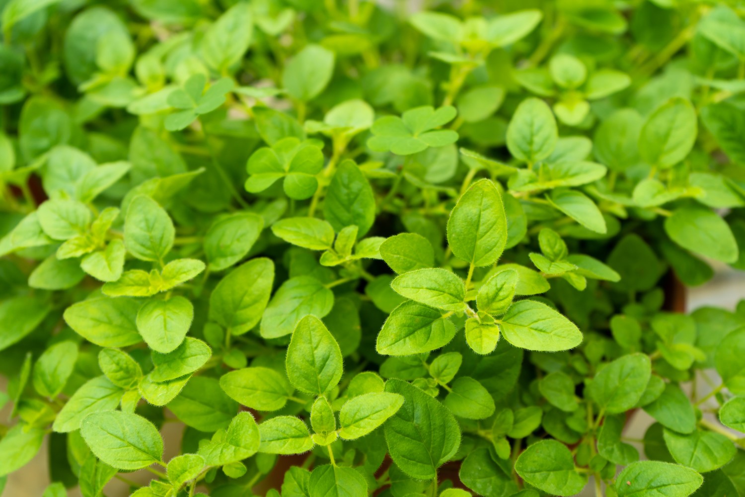 38+ Garten Majoran, Grund genug, den majoran im eigenen garten