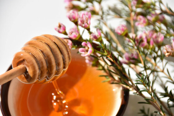 Woher stammt der Nektar für den echten Manuka Honig?