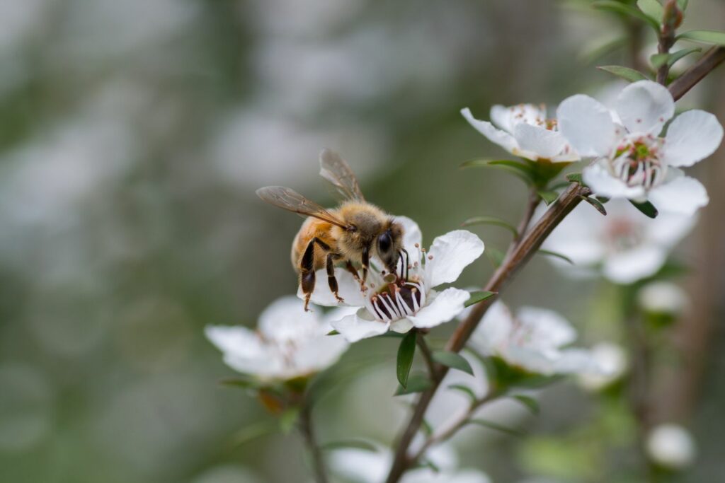 Biene auf Blüte des Manukastrauchs
