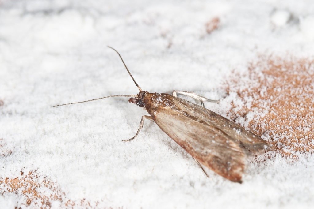 Mehlmotten Bekampfen Naturliche Bekampfung Plantura