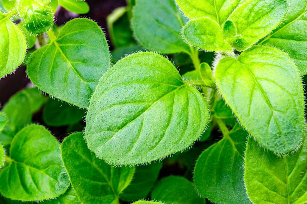 Blätter von Oregano