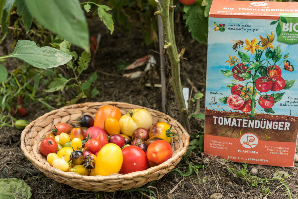 Geerntete Tomaten mit Plantura Bio-Tomatendünger