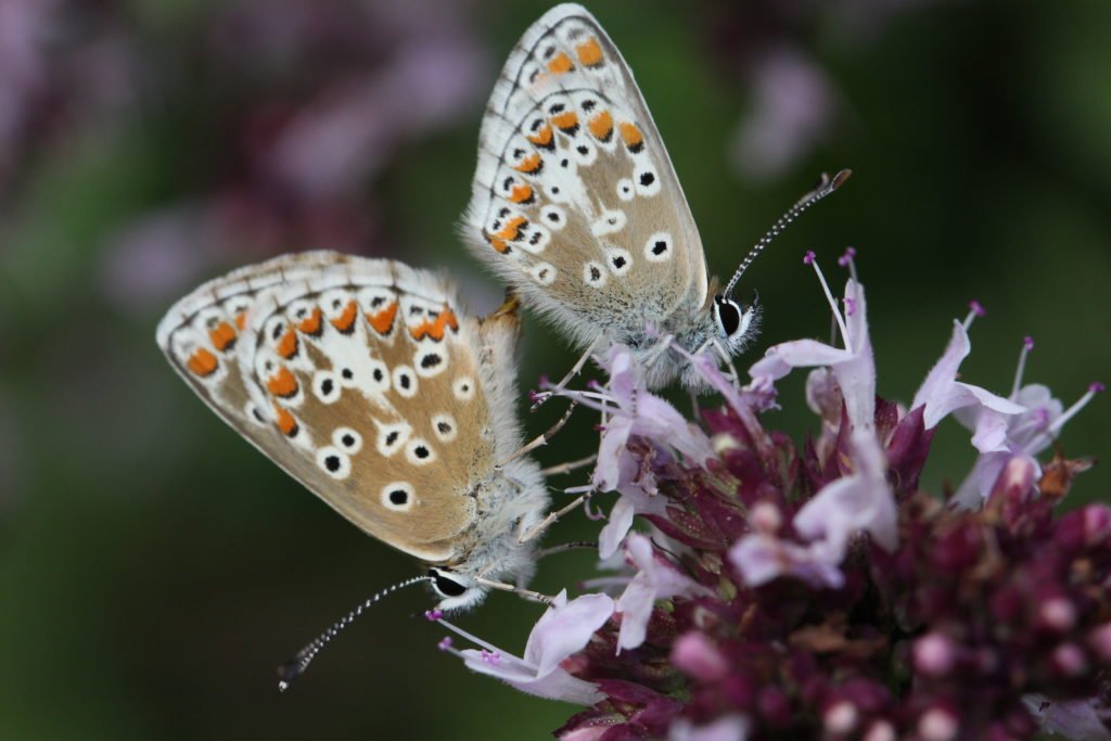 Schmetterling auf einer Majoran-Blüte