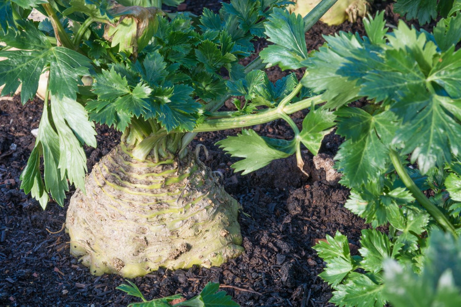 Sellerie anbauen Knollensellerie & Co. im Garten Plantura