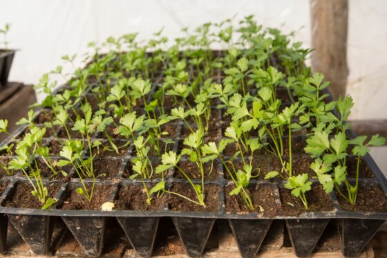 Sellerie anbauen: Verschiedene Variationen im eigenen Garten