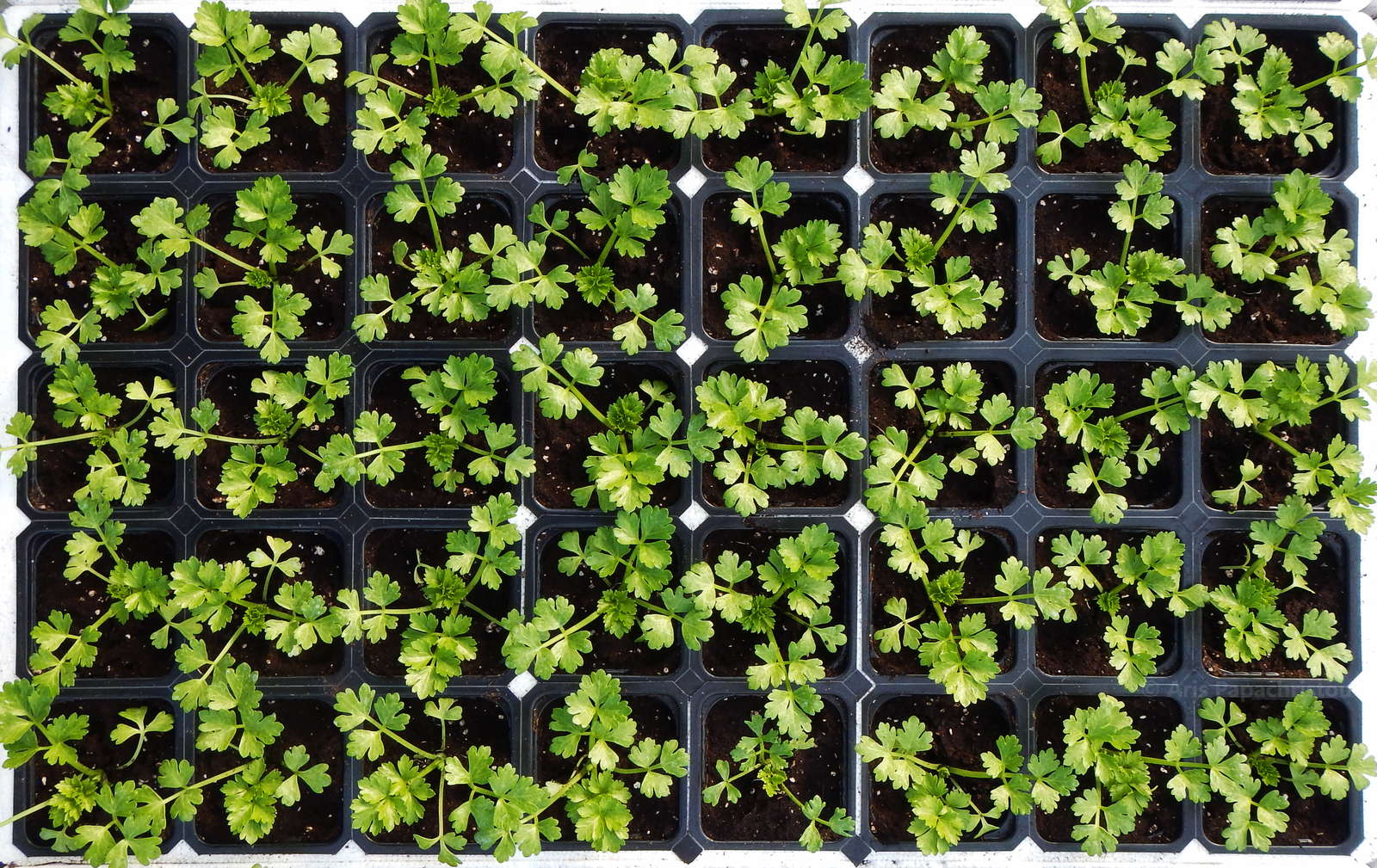 Sellerie anbauen: Verschiedene Variationen im eigenen Garten - Plantura