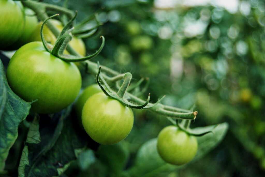 grüne Tomaten am zweig