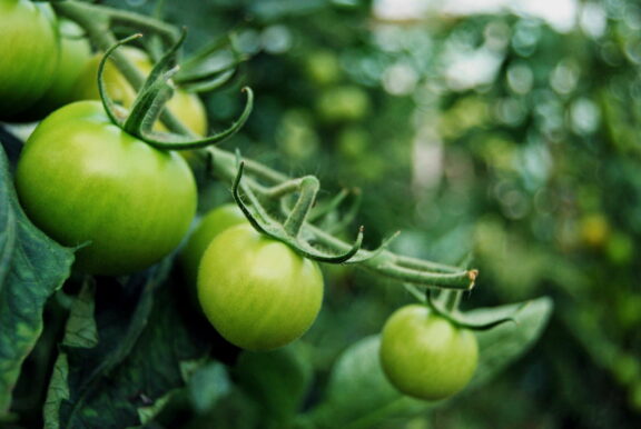 Gemuse Obst Krauter Plantura