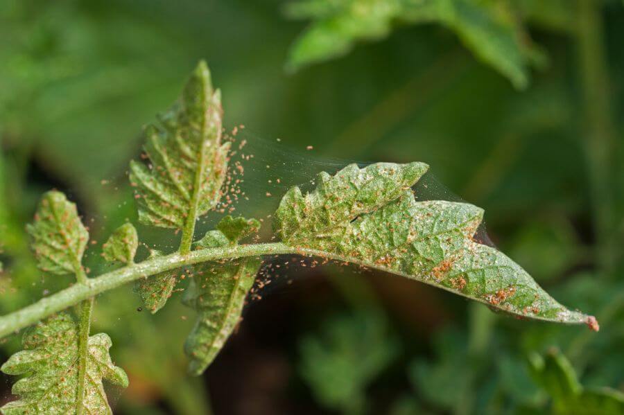 Tomatenpflanze mit Spinnmilben befallen