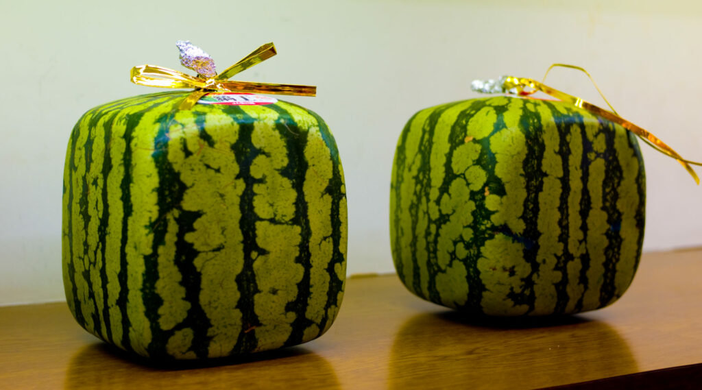 Quadratische Wassermelone teure Kuriosität aus Japan Plantura