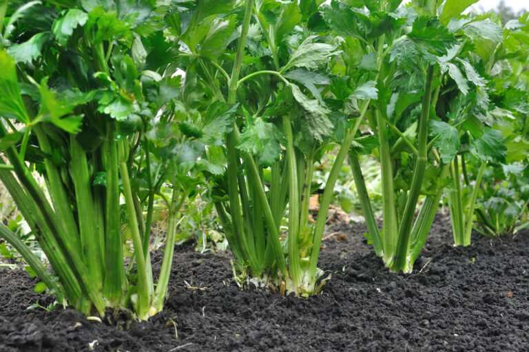 Echter Sellerie Alles zu Anbau, Ernte & Lagerung Plantura