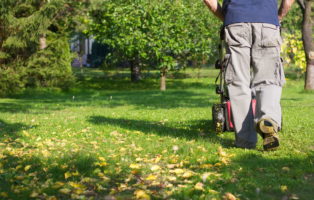 Buchsbaumzünsler: erkennen, vorbeugen & bekämpfen - Plantura