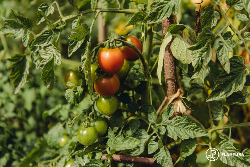 Reife Tomaten an der Pflanze