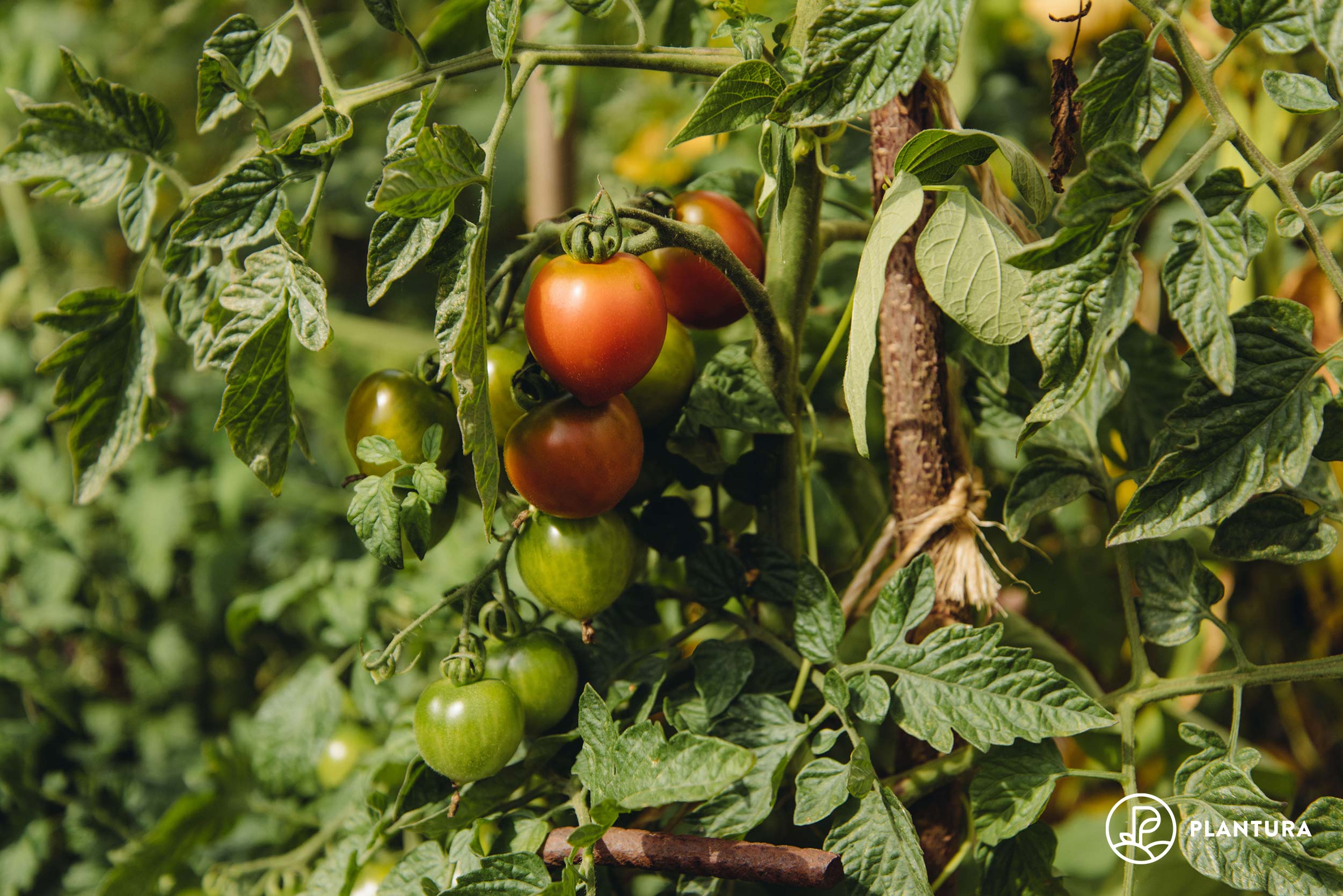 Tomaten düngen Wann, wie & womit? Plantura